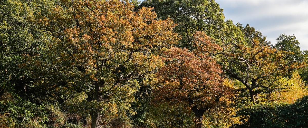 Autumn oaks at the edge of Alne Wood Park
