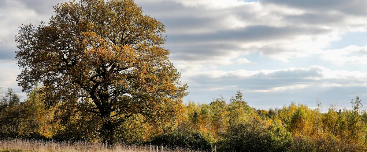 Autumnal Oak 