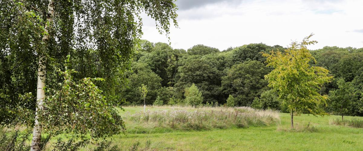 Birch Trees on Alne Wood Park