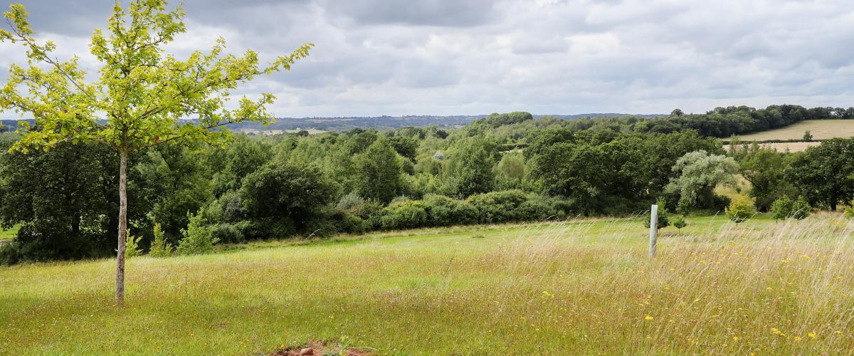 Grave Site at Alne Wood Park