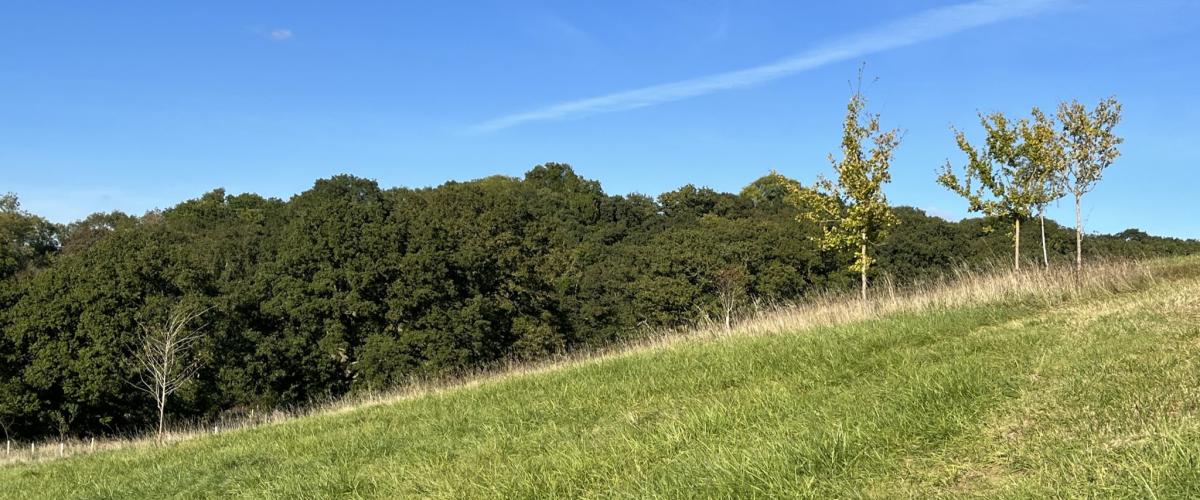 Slope at Alne Wood Park