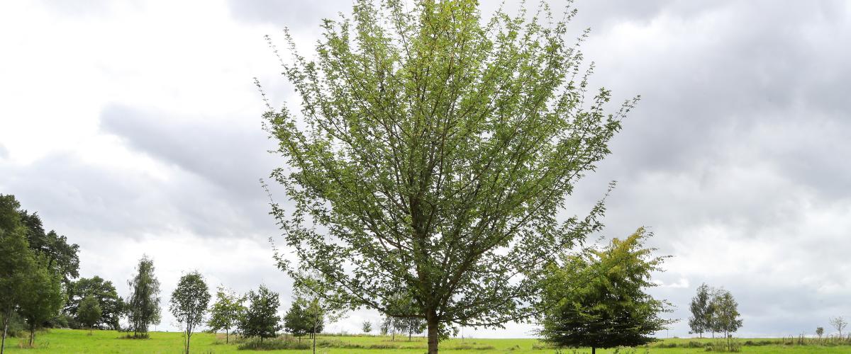 Trees dotted around the burial ground