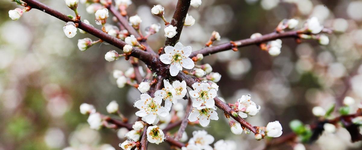 Tree blossom