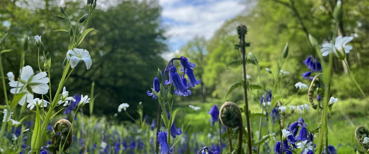 Bluebells in ancient woodland