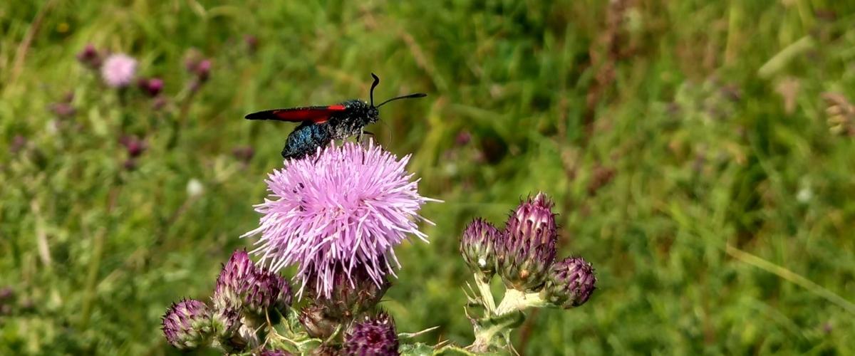 Moth on Thistle