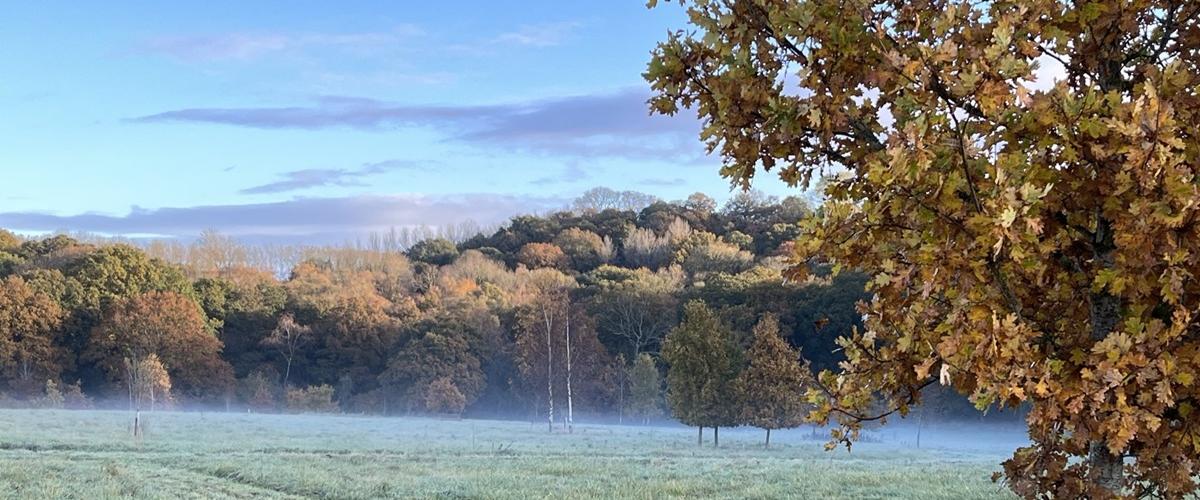 Misty Morning