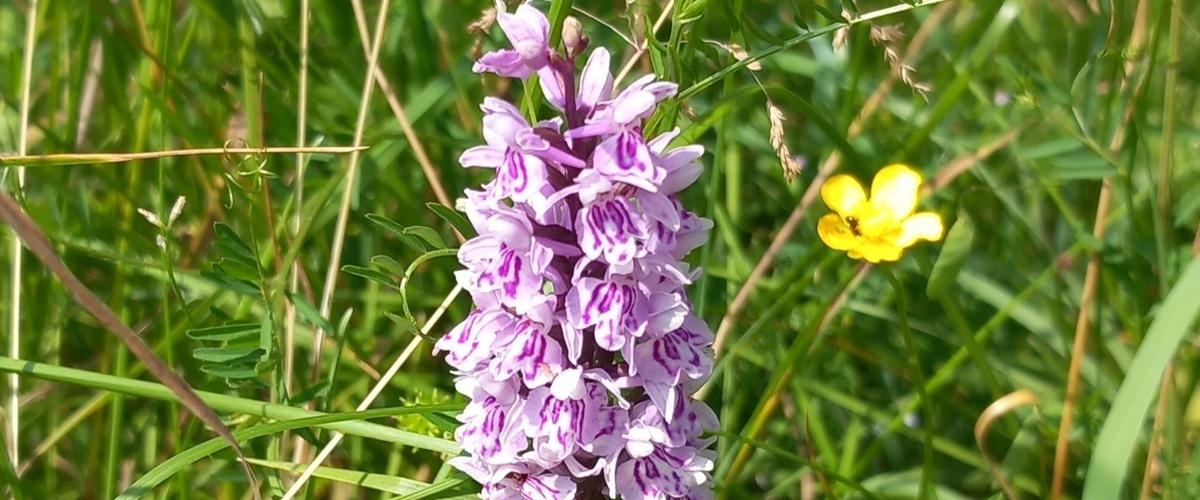 Orchid flower in the grass