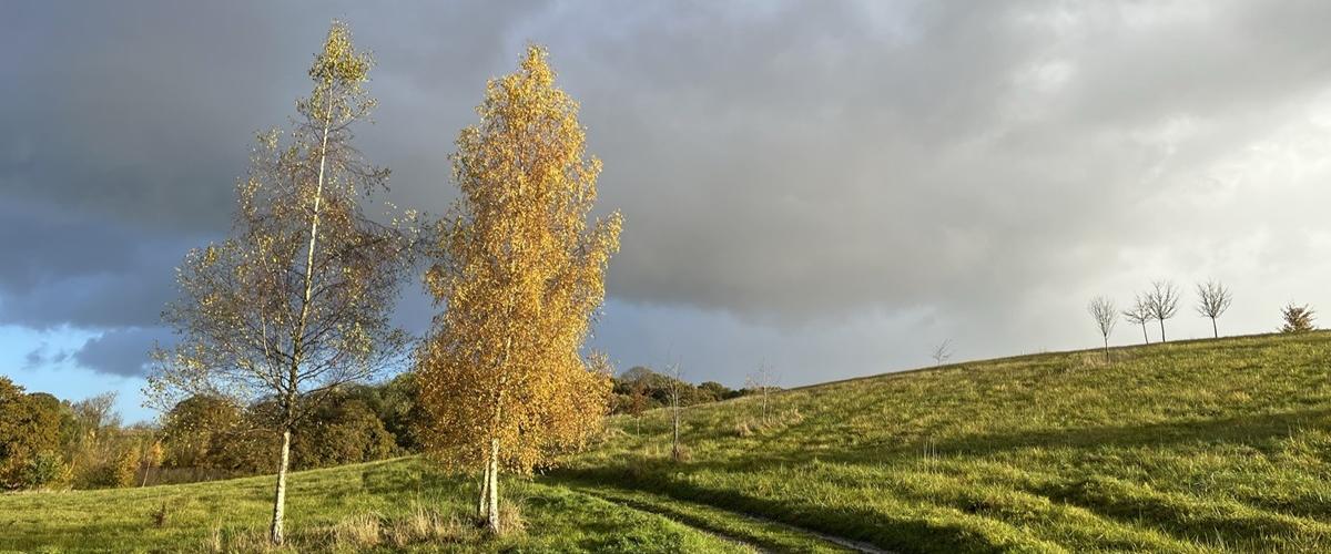 Autumn Birches