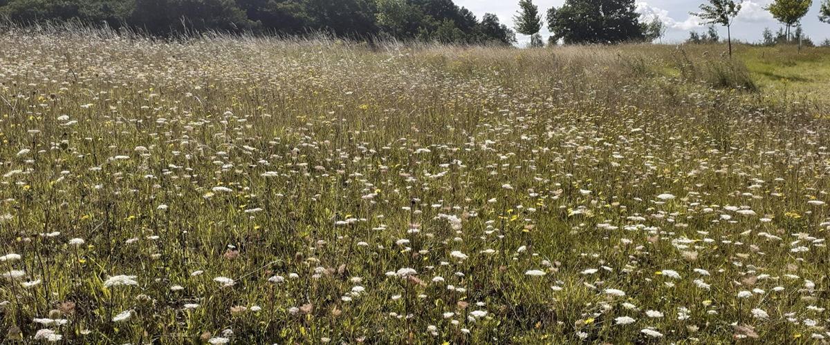 Wild carrot growing in the grass