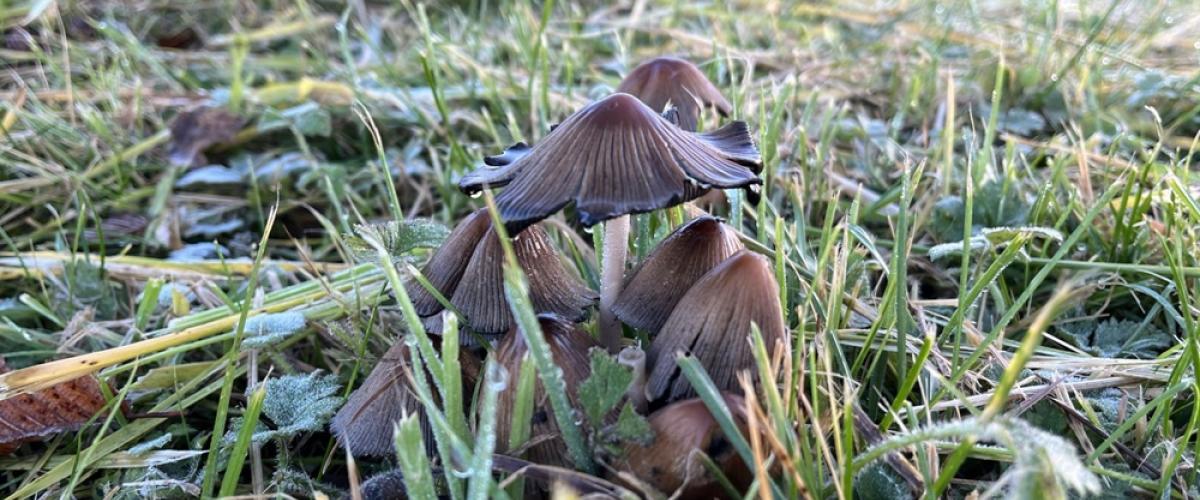 Frost melting on fungus at Alne Wood Park