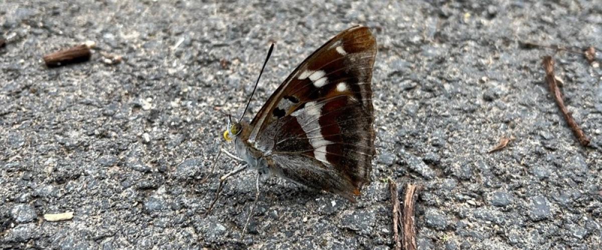 Purple Emperor on track at Alne Wood Park