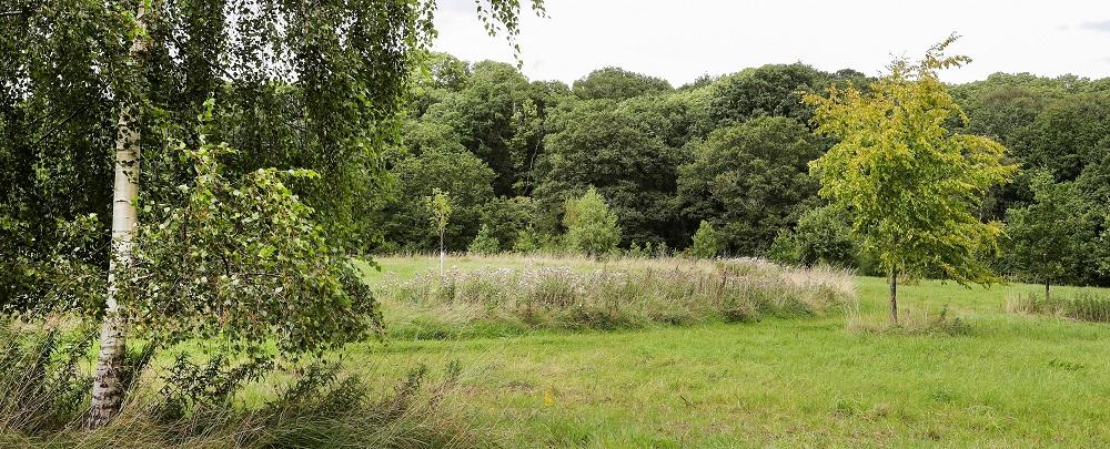 Wildflower patch with birch tree in foreground.