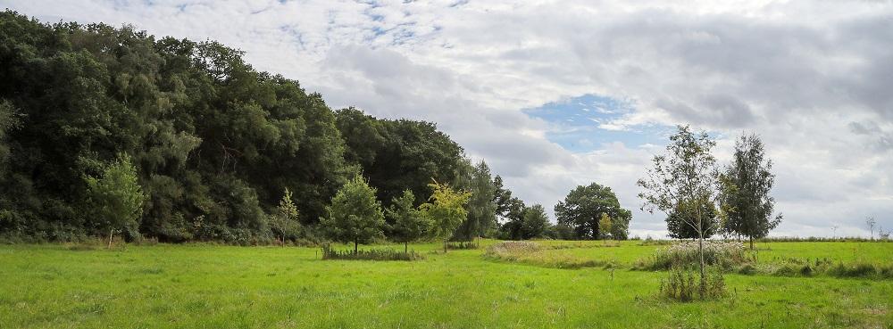 Edge of the circular path and Alne Wood