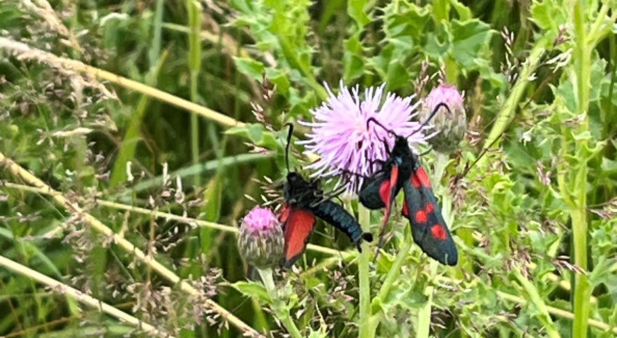 Cinabar moth and thistles