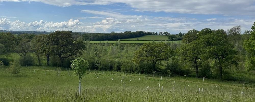 Looking into the distance from Alne Wood Park