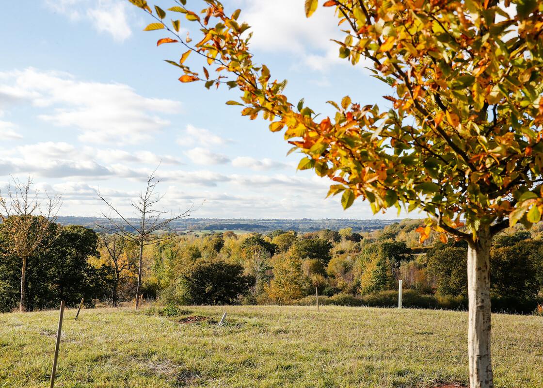 Autumn coloured leaved tree with view into the distance.