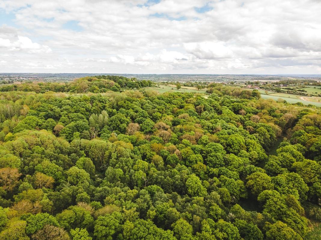 Aerial view of Alne Wood and beyond.