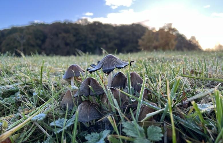 Fungi in frosty grass in early morning sunlight.