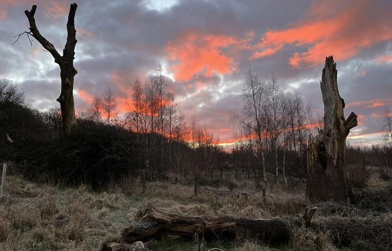 Red morning clouds with tree silhouettes on the horizon. 