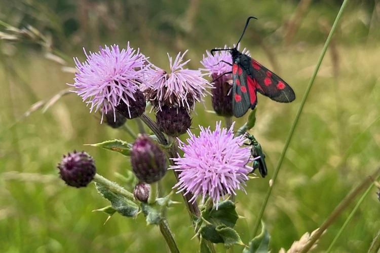Five spot burnet moth on knapweed