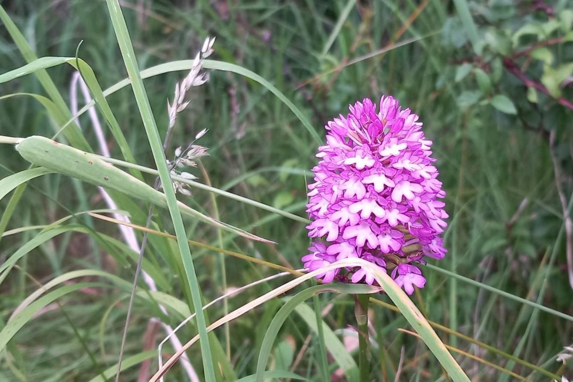 Pyramidal Orchid in grass at edge of hedgerow