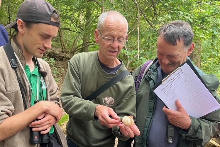 Three men in woodland looking at a witches egg fungus.