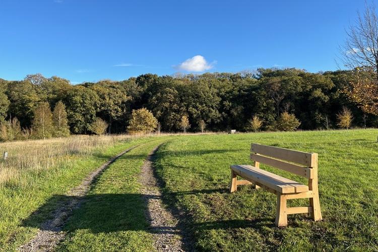 Wooden bench in field with trees in the background and long shadow.