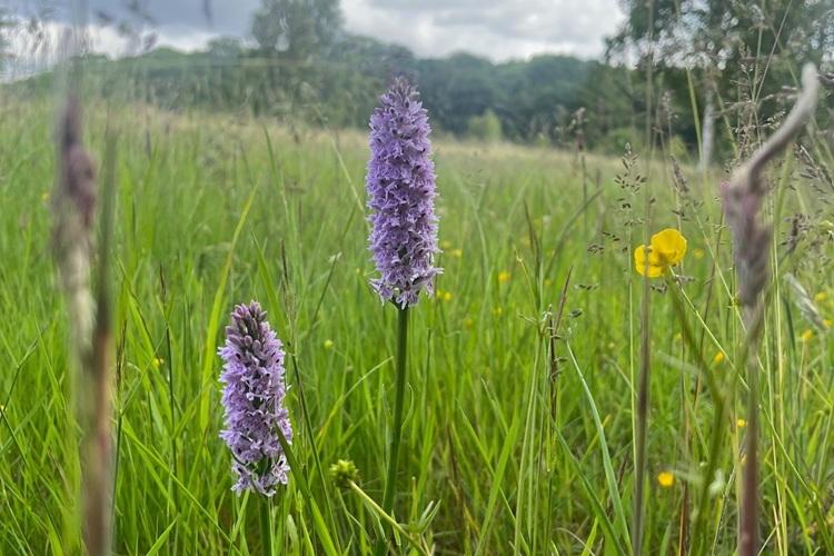 Image of Common Spotted Orchids 