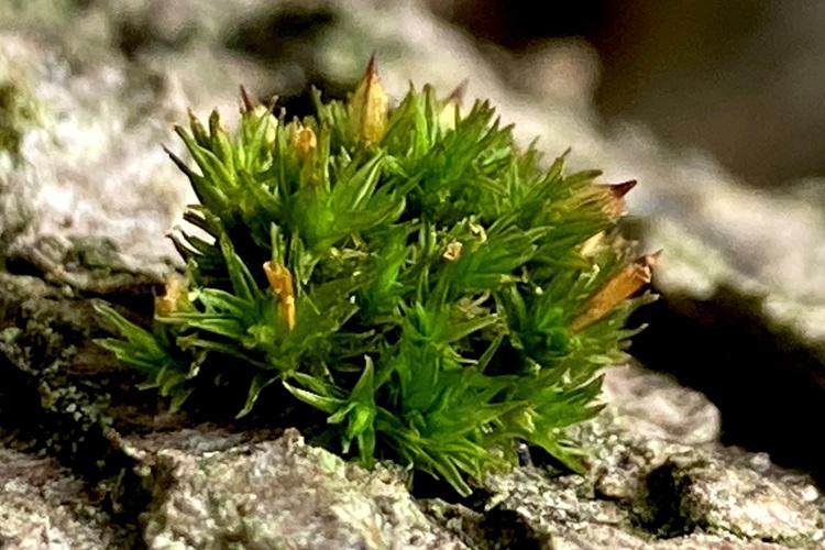 Image of Straw Bristle-moss Orthotrichum stramineum 
