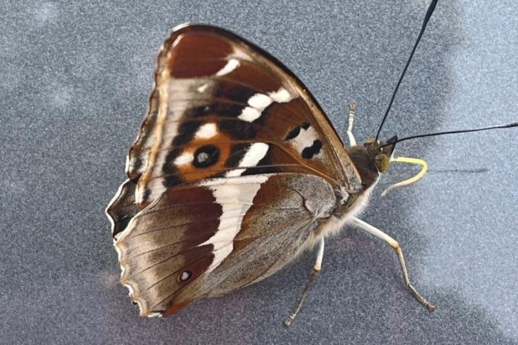 Picture of Purple Emperor butterfly 
