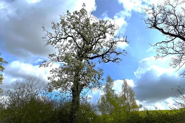 Picture of Pear Tree at Alne Wood Park
