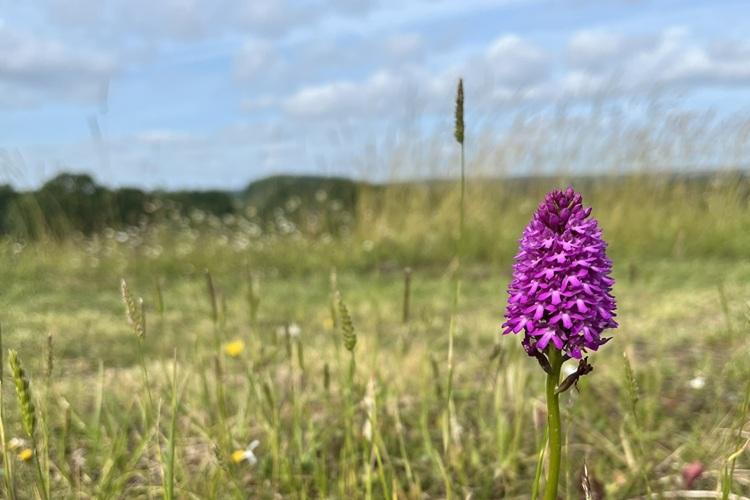 Picture of Pyramidal Orchid at Alne Wood Park