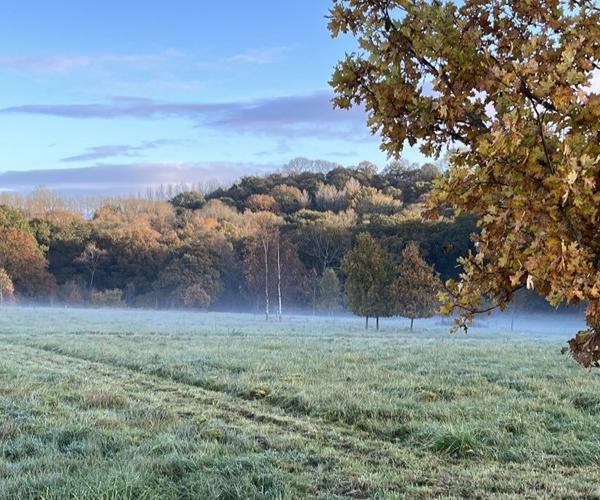 Misty morning at Alne Wood Park