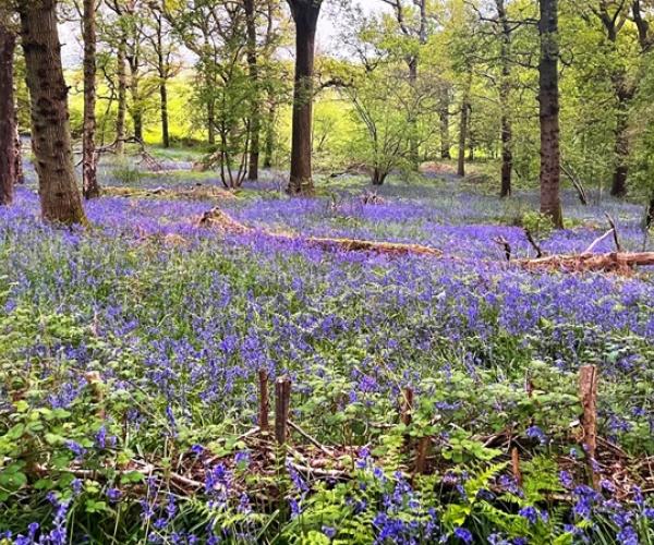 Bluebells in Alne Wood Park