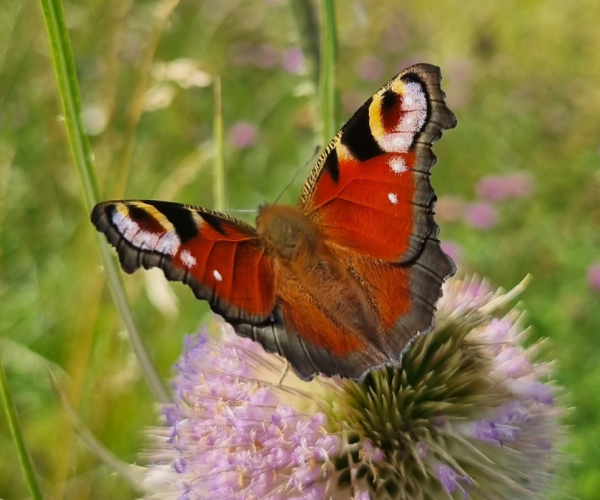 A peacock butterfly