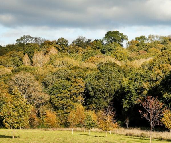 Landscape view at Alne Wood Park