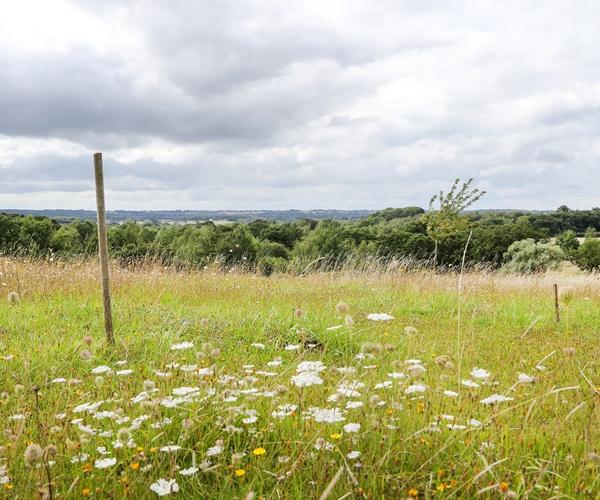 View across Alne Wood Park with wildflowers