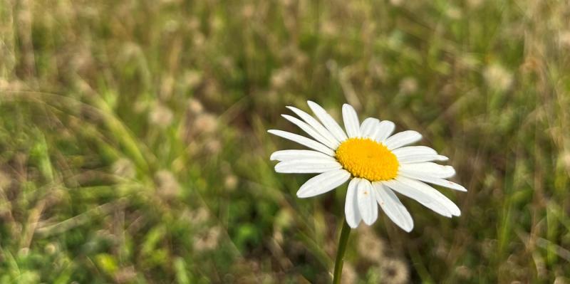 Oxeye Daisy