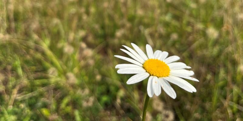 Oxeye Daisy 