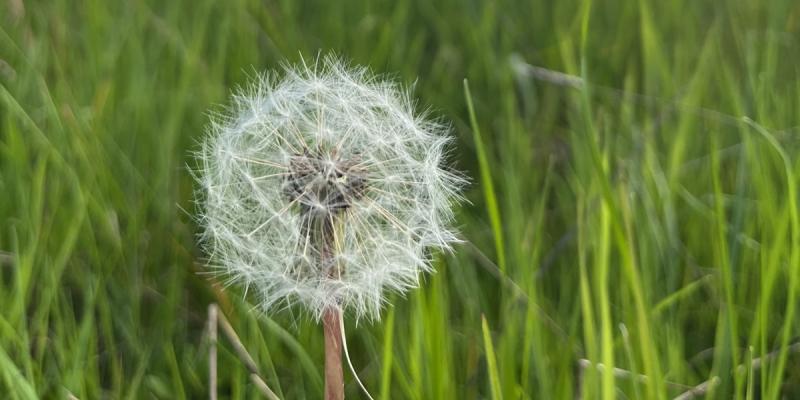 Dandelion seed head