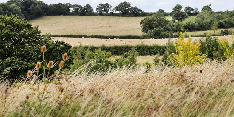 Wildflowers in foreground with fields and sheep in distance. 